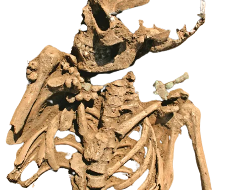 Archaeology Assignment Help Online