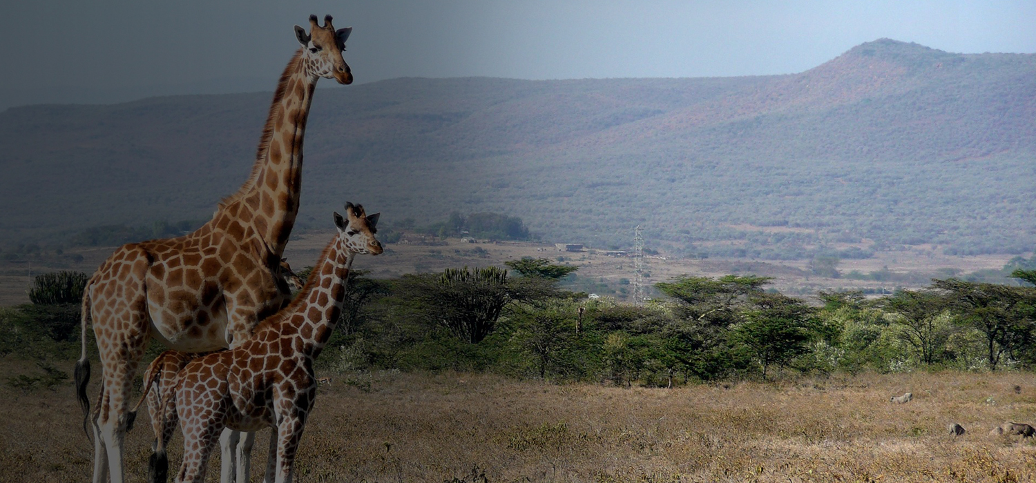 Kenya Safari Tours