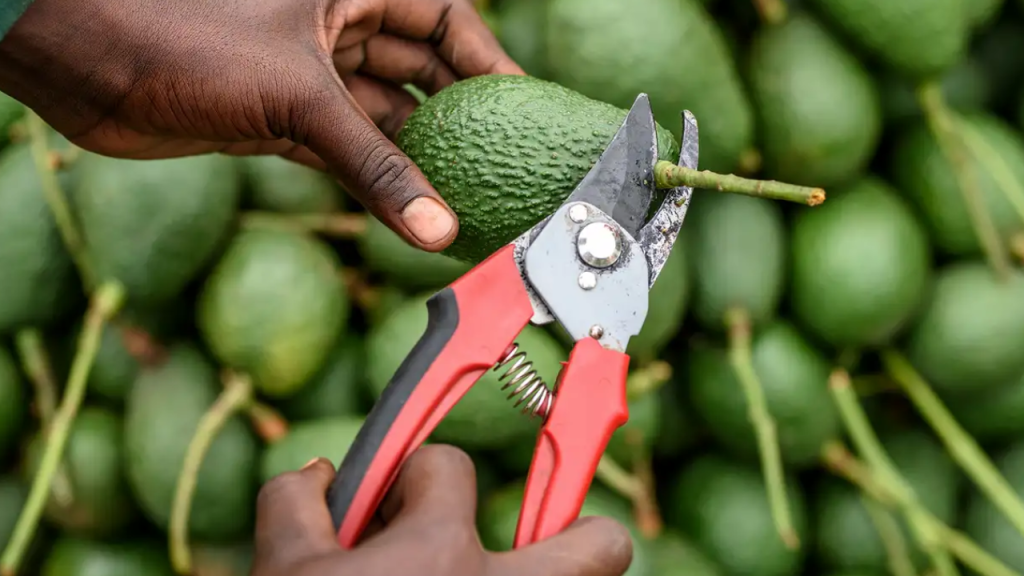 Avocado Exporters in Kenya
